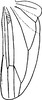 Hind wing: !! display not done !! on Zygina (Zygina) Fieber, 1866: Hind wing (Z. tithide Ferrari). (Observation).