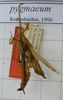 CollectionObject 1559965; 40e0316e-e14d-410d-8e3a-fe737ded4ba6: copyright SMTD, Dresden. male (holotype), dorsal. (CollectionObject).