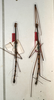 CollectionObject 1558822; 1fef5057-6752-4486-b74d-555d48e5f7e9: copyright NMW, Vienna. male (paralectotypes). (CollectionObject).;CollectionObject 1558823; b80fc981-0aa8-47c0-8434-345d419f85e6: copyright NMW, Vienna. male (paralectotypes). (CollectionObject).