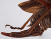 CollectionObject 1534721; 749d7da9-5053-4fe6-beab-5221844bc758: ovipositor (allotype). (CollectionObject).