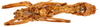 CollectionObject 1499689; f835e592-4f57-4113-87f6-ecb5a3593f73: male, ventral view. (CollectionObject).