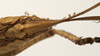 Bucrates capitatus (De Geer, 1773): female subgenital plate (possibly a type). (Otu).
