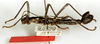 Autolyca daemonia Zompro & Hennemann, 2001: copyright SMFD. male (paratype). (Otu).