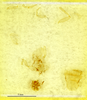 CollectionObject 1587684; MNHN(SF IMPORT DUPLICATE) MNHN-EP-EP1973, 4fad2792-5b64-4985-a83f-cc37e4c67c95: CC BY-NC-ND 4.0/MNHN - Depraetere Marion - 2014. Syntype, sex unknown, of Lobolampra adelungi Chopard, 1943. Specimen number: MNHN-EP-EP1973. http://coldb.mnhn.fr/catalognumber/mnhn/ep/ep1973. (CollectionObject).