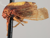 Habitus, lateral view: !! display not done !! on Atymna querci (Fitch, 1851): (Observation).