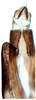 Anal tube processes on Bundera onukiiformis Dietrich, Nguyen & Pham, 2020: holotype, left pygofer lobe and anal tube, ventral view. (Observation).