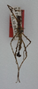 CollectionObject 1556940; e94251db-1f21-4c19-abb1-ed4c2ee78ffc: copyright ANSP. male (holotype). (CollectionObject).