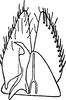 Subgenital plate: !! display not done !! on Bambusana bambusae (Matsumura, 1914): Subgenital plate. (Observation).