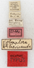 CollectionObject 1531618; NMW 23084, a66a4119-2105-4adf-a34e-cf5d9ef9e7ff: labels (lectotype). (CollectionObject).