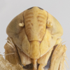 Head on Colladonus davisi Nielson, 1957: (Observation).