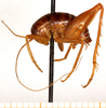 CollectionObject 1499663; 31854244-1f74-4787-bb65-0b6118b94e95: male, lateral view. (CollectionObject).