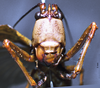 CollectionObject 1503248; 75e53c44-9a74-446f-a7ad-3179280ebb05: male frons. (CollectionObject).