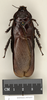 CollectionObject 1573085; 0113e7a0-f0ef-4be5-819a-c4e1ace5377f: Copyright Natural History Museum, London. Non-type (adult male) in BM(NH). Dorsal view. (CollectionObject).