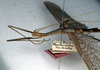 CollectionObject 1560985; NMW 226, 1ec49464-862b-4145-aa17-cef04c0d51bd: male and female Perliodes copyright NMW, Vienna. male of synonym Perliodes nigrogranulosus (syntype). (CollectionObject).
