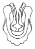 Lemba bituberculata Yin & Liu, 1987: Fig. 12. phallic complex. (Otu).