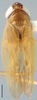 Habitus, dorsal view on Banus Distant, 1908: Banus n.sp., dorsal habitus (INHS). (Observation).
