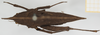 Hymenotes triangularis Westwood, 1837: female, dorsal view (syntype). (Otu).