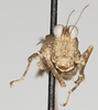CollectionObject 1577236; 02d18c22-083e-488b-9ec0-62eba33c5530: male, frontal view (paratype). (CollectionObject).