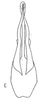 Aedeagus, ventral view: Aedeagus, ventral view. (Observation).