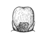 Ceuthophilus (Geotettix) guttulosus guttulosus Walker, 1869: Fig. 765. Subgenital plate (male). (Otu).