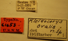 CollectionObject 1597003; 14775b18-c2e6-4ae4-924d-b4c6513b5a7b: Kleidocerys ovalis - Holotype Labels (NMNH) - (CC BY-NC 3.0) - Photo by Pablo M. Dellapé with permission from the National Museum of Natural History (NMNH), Smithsonian Institution, Washington, D.C. (CollectionObject).