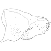 Pygofer, lateral view on Diomma (Diomma) pincersa Song, Li & Xiong, 2011: (Observation).