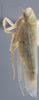 Habitus, lateral view: !! display not done !! on Elymana inornata (Van Duzee, 1892): Lateral - Female. (Observation).