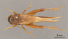 CollectionObject 2804354; 3ddd5b05-ad15-4738-8f26-5fcf75536a35, FCE- GY 76, occurrenceID:- GY 76: URUGUAY - San Gregorio, 29-XI-1959, A. Mesa, P. San Martín y C.S.Carbonell. Male, dorsal habitus. Facultad de Ciencias - UDELAR (FCE - GY 076). (CollectionObject).