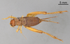 CollectionObject 1961672; c0d13f49-6eb2-40f9-9848-e03e0d360a6c, ANSP 14_GRYLL_ANSP: Female, dorsal view (allotype). (CollectionObject).