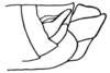 CollectionObject 1523944; 5648683e-333f-45f0-a3ce-6a7266a34eae: Fig. 13. apex of abdomen, lateral view. (CollectionObject).