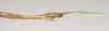 CollectionObject 1562092; NHMUK(SF IMPORT DUPLICATE) 845100, c1e5a84b-0435-42a1-8e65-93af3da2f3fd: copyright Natural History Museum, London. female: end of abdomen, lateral view (paratype). (CollectionObject).