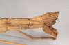 CollectionObject 1559776; a9816998-9d6f-433a-9811-dc1e868777d9, NHMUK(SF IMPORT DUPLICATE) 844660: copyright Natural History Museum, London. female: end of abdomen, lateral view (holotype). (CollectionObject).