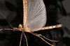 CollectionObject 1563994; 4c7f6db9-1642-4312-9b9a-e0494c5b848e: copyright Oskar Conle. female, lateral view showing wings (paratype). (CollectionObject).;CollectionObject 1563995; 47eb933e-7a25-4ff4-80d8-eda30f784749: copyright Oskar Conle. female, lateral view showing wings (paratype). (CollectionObject).;CollectionObject 1563996; 77d4db78-eeb3-4426-96df-433fc1813b3f: copyright Oskar Conle. female, lateral view showing wings (paratype). (CollectionObject).
