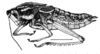 Staleochlora brevipennis (Bruner, 1911): Fig. 27. female habitus. (Otu).
