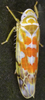 Habitus, dorsal view: !! display not done !! on Typhlocyba quercus (Fabricius, 1777): Habitus (male). (Observation).