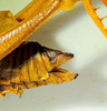 CollectionObject 1498830; 38abd980-a705-4fc3-8568-25bebe49a58c: 2012. female, abdomen, lateral view. (CollectionObject).