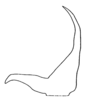Daedalellus nigrofastigium Nickle, 2001: Fig. 16. male left cercus, dorsal view. (Otu).