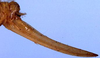 Amyttacta rhodesica Beier, 1965: female ovipositor (allotype). (Otu).