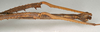 CollectionObject 1557235; NMW 709, f074d7a1-9ffb-45f3-9796-fd799d010af4: copyright NMW, Vienna. male: end of abdomen, lateral view (holotype). (CollectionObject).