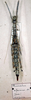 Neopromachus arfacianus (Brunner von Wattenwyl, 1907): copyright MSNG. female (syntype?). (Otu).