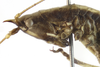 CollectionObject 1507290; b2deeb7e-4e1d-408e-90c9-2c931e9b2b1f: female head and pronotum, lateral view (holotype). (CollectionObject).