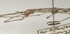 CollectionObject 1558087; 5c7d2521-fb68-4781-af3e-92e061bccd3e: St. Petersburg. female, head & thorax (holotype). (CollectionObject).