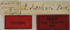 CollectionObject 1535007; 4d2f7c32-a23a-4563-b465-5bf9b9c305e9: labels (female syntype of Barbitistes sanzii). (CollectionObject).