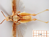 CollectionObject 1501661; e37b34d5-fc23-421a-82c4-fdfecb424a82: male, ventral view (syntype). (CollectionObject).