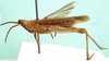 Anablepia botswaniana Johnsen, 1991: lateral view. (Otu).