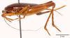 CollectionObject 1585749; 6aff6410-10e0-48a1-ba77-aeca8c9e0f74: female, lateral view (allotype). (CollectionObject).