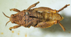 CollectionObject 1498703; ba0b4d5c-9422-4f32-9e56-630015aec536: male, dorsal view. (CollectionObject).