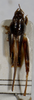 CollectionObject 1517774; fb197175-fcf0-4e05-a487-8ae1d6d8e292, MNHN010362917: male, dorsal view (lectotype). (CollectionObject).