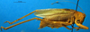 CollectionObject 1502446; 904b7961-fa82-4425-a585-144c0ce3e3b2: male, lateral view (Tettigonia vaucheriana). (CollectionObject).