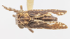 Habitus, dorsal view on Dyctidea falcata Van Duzee, 1938: (Observation).